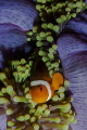   Anemonefish  